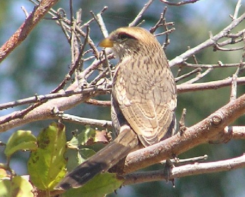 Yellow-billed Shrike