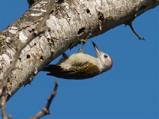 Grey Woodpecker