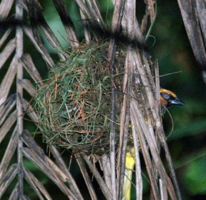 Olive-naped Weaver