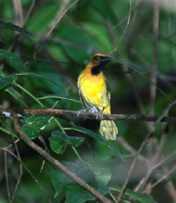 Olive-naped Weaver
