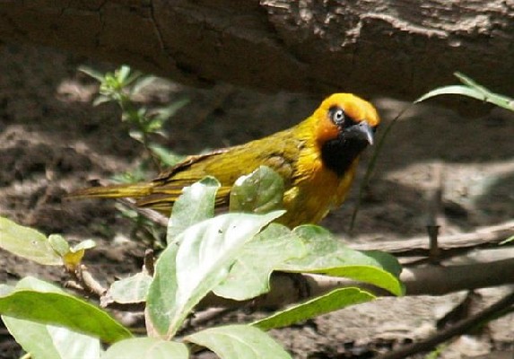 Olive-naped Weaver