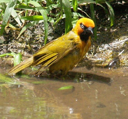 Olive-naped Weaver