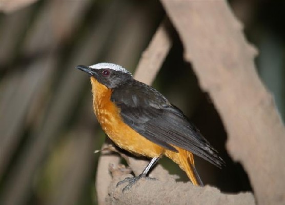 White-crowned Robin-Chat