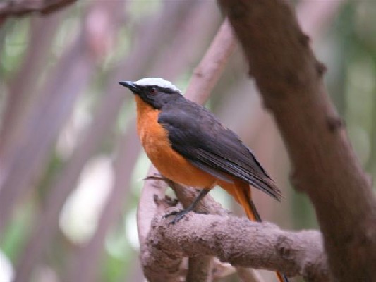 White-crowned Robin-Chat