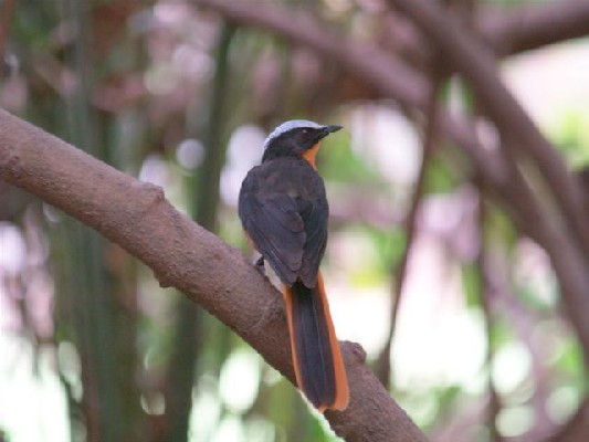 White-crowned Robin-Chat