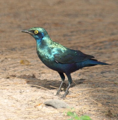 Greater Blue-eared Starling