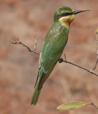 Blue-cheeked Bee-eater