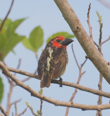 Vieillot's Barbet