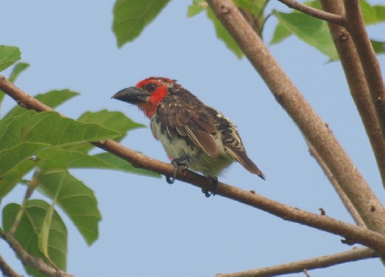 Vieillot's Barbet