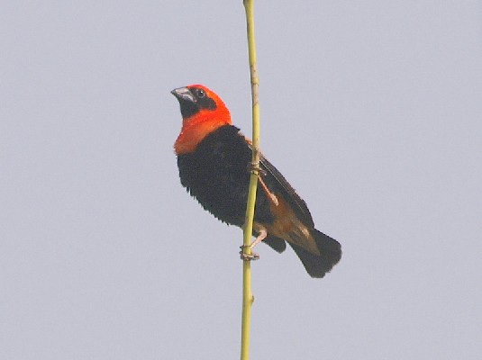 Black-winged Bishop