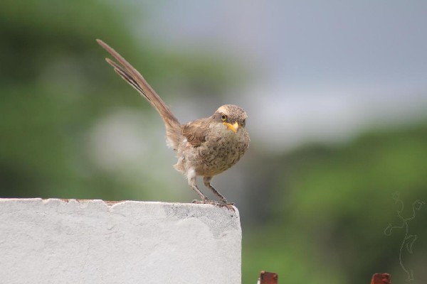Yellow-billed Shrike - Eyes On You