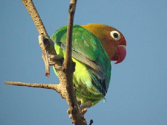 Fischer's Lovebird - Agapornis fischeri