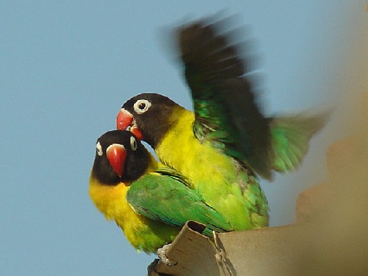 Yellow-collared Lovebird - Agapornis personatus