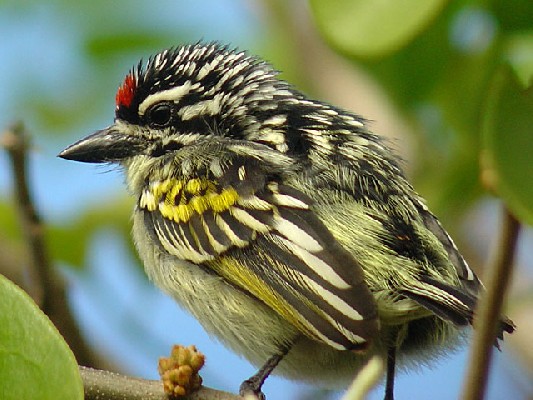 Red-fronted Tinkerbird - Pogoniulus pusillus