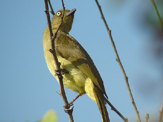 Zanzibar Sombre Greenbyl - Andropadus importunus