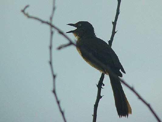 Zanzibar Sombre Greenbyl - Andropadus importunus