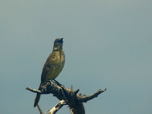 Zanzibar Sombre Greenbyl - Andropadus importunus