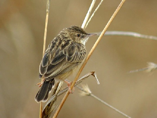 Desert Cisticola, Cisticola aridulus