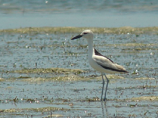 Crab Plover - Dromas ardeola