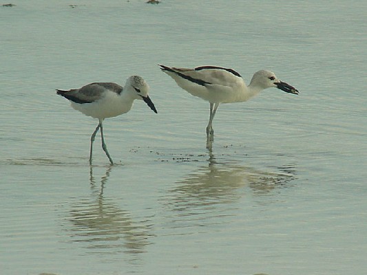 Crab Plover - Dromas ardeola
