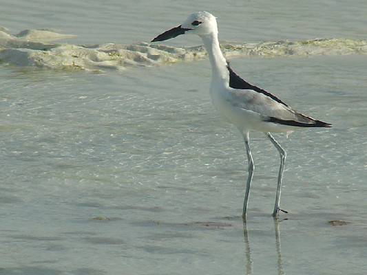 Crab Plover - Dromas ardeola