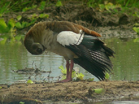 Egyptian Goose - Alopochen aegyptiacus