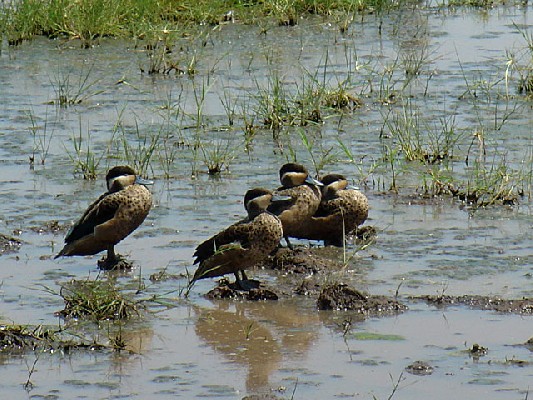 Blue-billed Teal