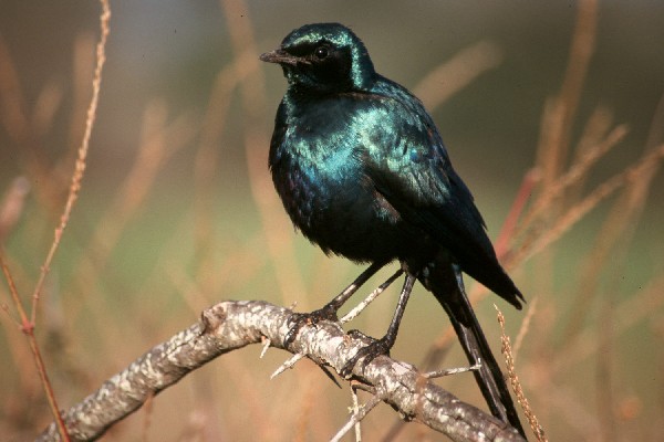 Burchell's starling is common in the Kruger National Park