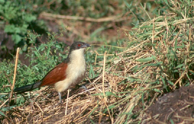 Burchell's Coucal