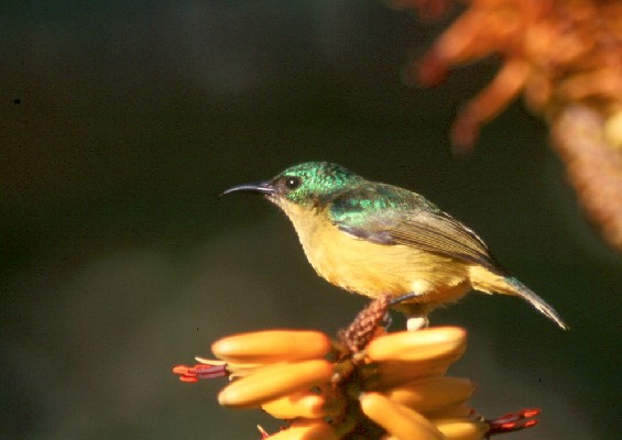 Collared Sunbird