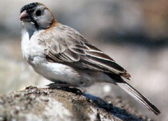Speckle-fronted Weaver occurs across Africa's northern arid savannas