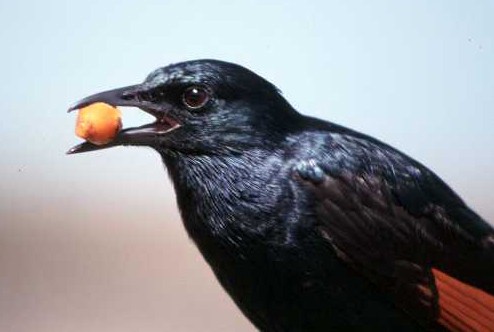 Red-winged Starling