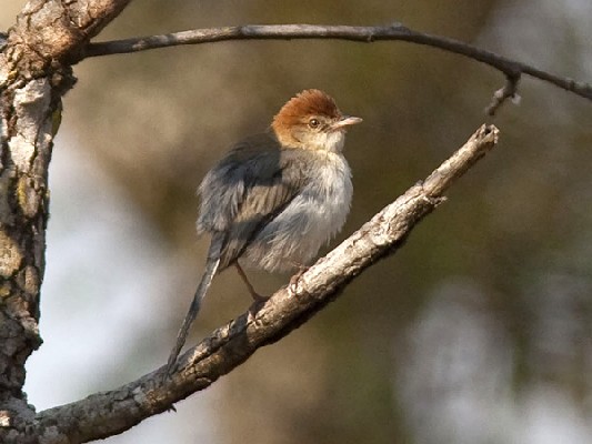 Black-tailed Cisticola