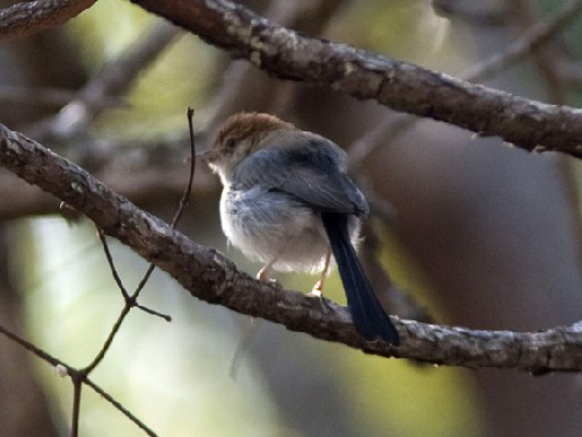 Black-tailed Cisticola