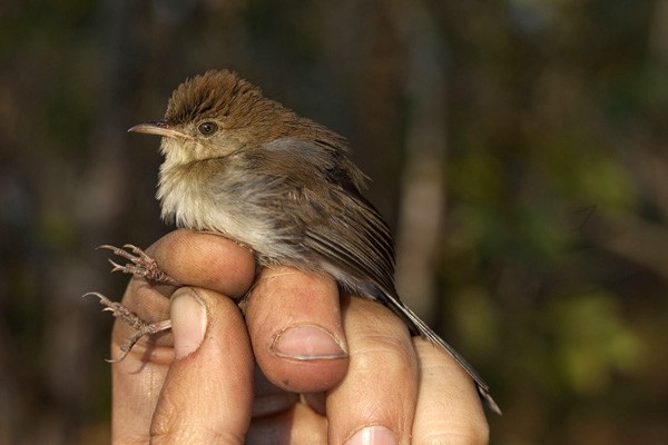 Black-tailed Cisticola