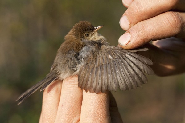 Black-tailed Cisticola