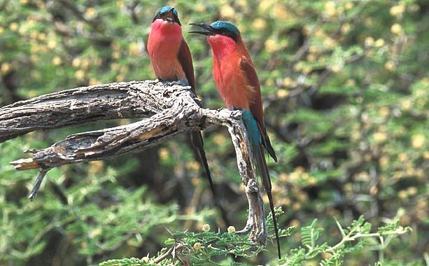 Southern Carmine Bee-eater