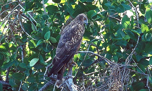 African Marsh Harrier