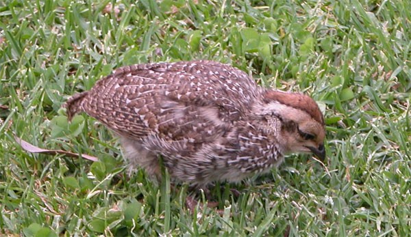 Cape Francolin