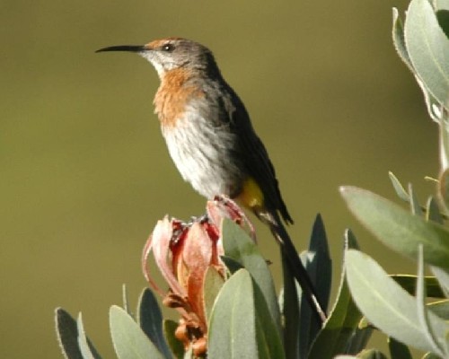 Gurney's Sugarbird