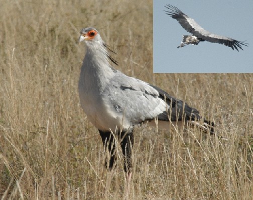 Secretary Bird, He flew, did a circle and returned