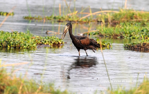 African Openbill