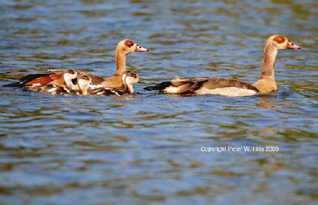 Egyptian Goose