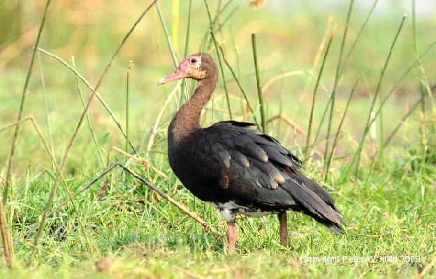 Spur-winged Goose