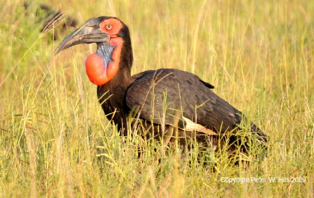 Southern Ground Hornbill