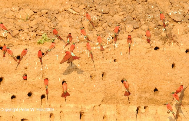 Southern Carmine Bee-eaters