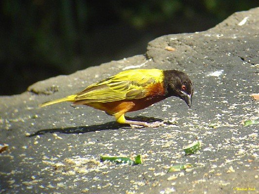 Jackson's Golden-backed Weaver