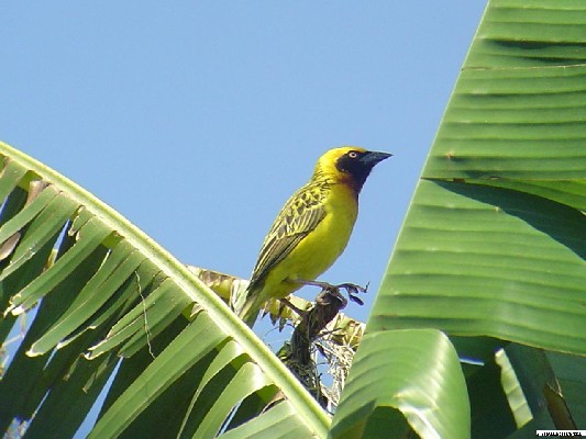Speke's Weaver