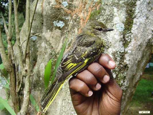 Black Cuckoo-Shrike.