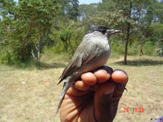 Blackcap.